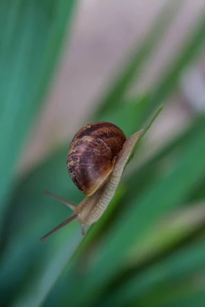 在灌木叶上滑行的普通花园蜗牛的特写 — 图库照片