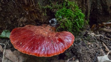 Beefsteak Fungus (Fistulina hepatica) growing on dead wood in a deciduous forest. clipart
