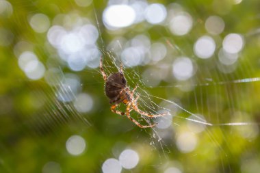 Diadem örümceği (Araneus diadematus) çuvalında, güneş ışığında, kendi ağına tünemiş özel bir haç şeklinde iz bırakır..