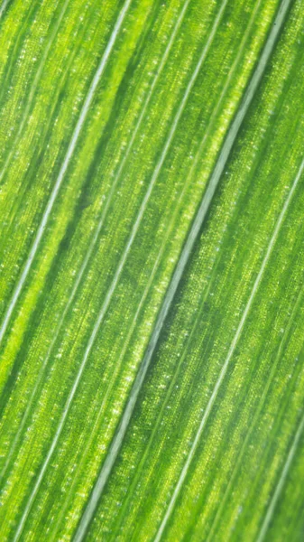Gestreifte Natürliche Organische Grüne Blatt Hintergrund Suggestive Makroblatt Grafik Für — Stockfoto