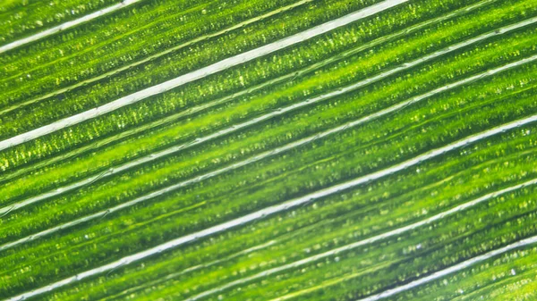 Gestreifte Natürliche Organische Grüne Blatt Hintergrund Suggestive Makroblatt Grafik Für — Stockfoto