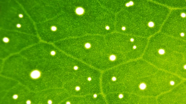 Weiße Flecken Auf Einem Natürlichen Organischen Grünen Hintergrund Suggestive Makroblatt — Stockfoto