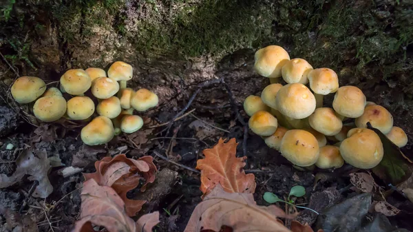 Bultos Azufre Hypholoma Fasciculare Que Crecen Los Bosques Principios Otoño — Foto de Stock