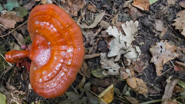 Ganoderma Lucidum Noto Anche Come Reishi Lingzhi Mushrooms Che Cresce — Foto Stock