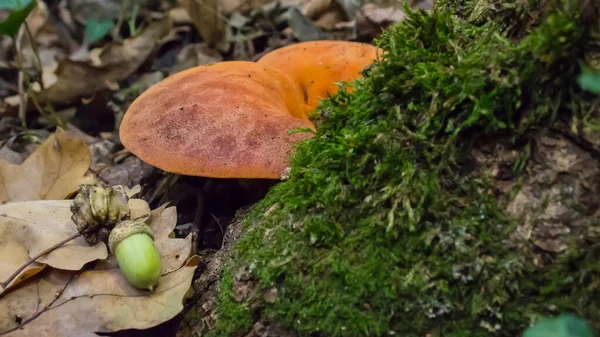 Fungus Bistik Fistulina Hepatica Tumbuh Pohon Hutan Gugur — Stok Foto