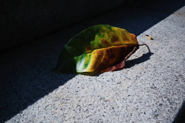 close up of a leaf on a stone