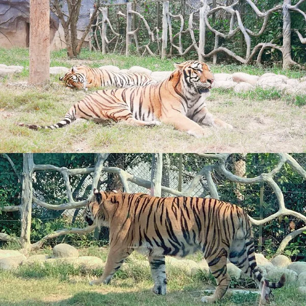 two tigers are resting in the zoo