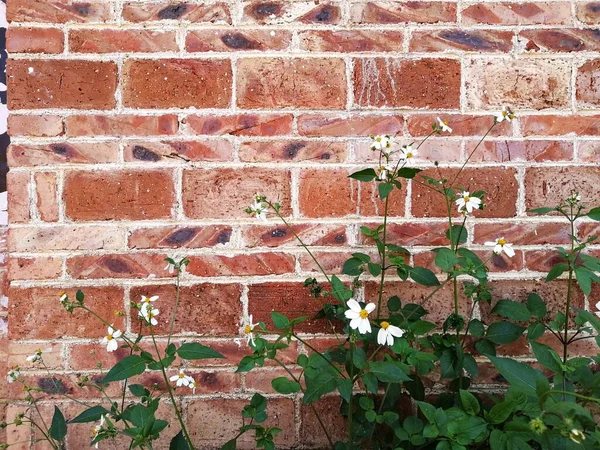 beautiful flowers on the brick wall