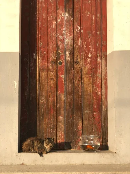 cat in the old house