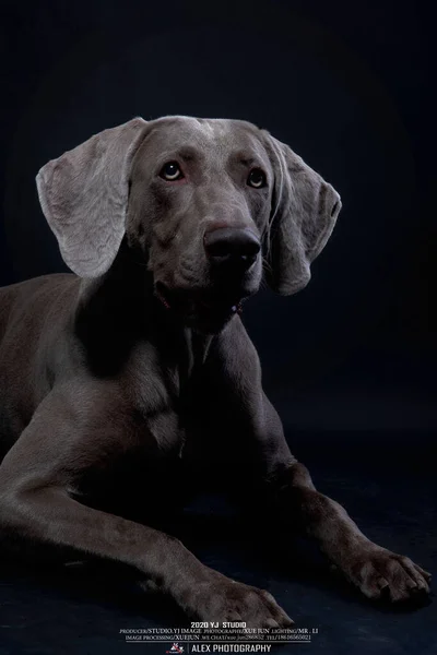 black labrador retriever dog on a dark background