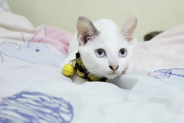 cute cat lying on the bed