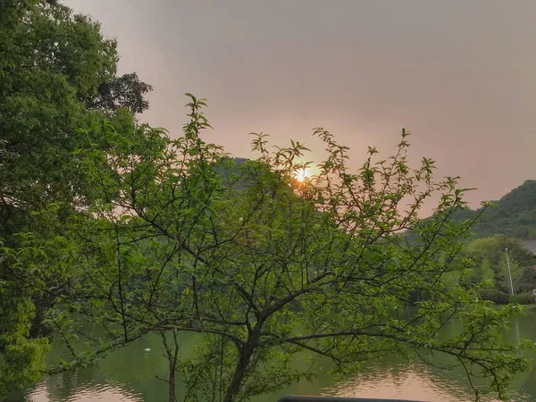 beautiful landscape with trees and green leaves