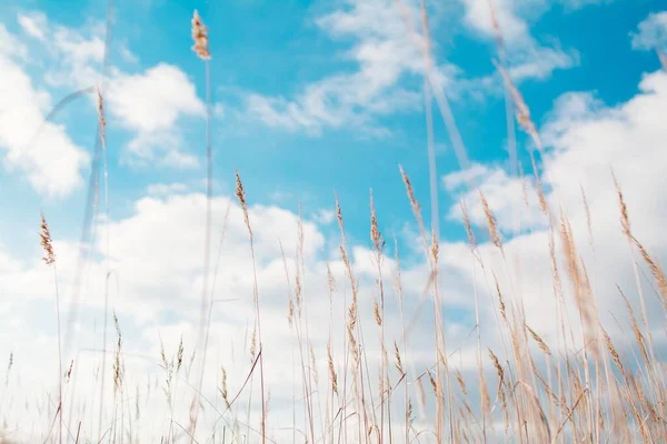 beautiful landscape with a white fluffy grass