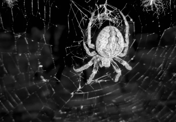 Ιστός Αράχνης Ιστό Αράχνης — Φωτογραφία Αρχείου