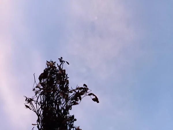 bird nest on the roof of the house