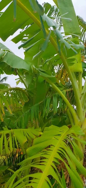 green leaves of a banana tree