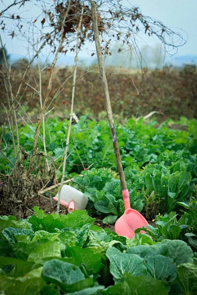 a young woman is harvesting vegetables in the garden