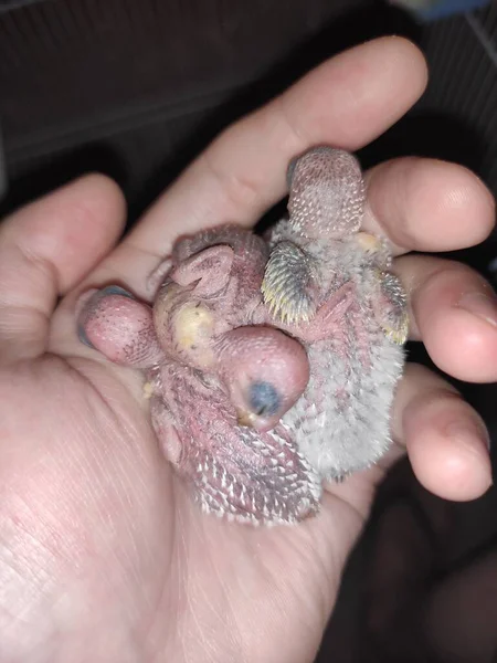 close up of a hand holding a bird