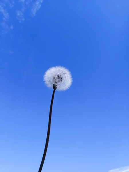 dandelion flower on blue sky background