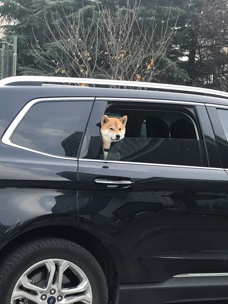 dog in the car