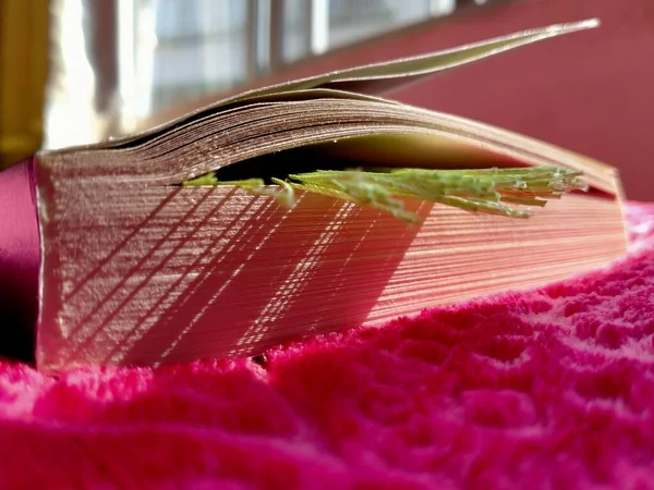 close up of a book with a feather