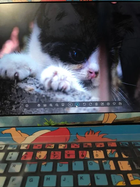 cat with a mouse on the screen of a computer monitor