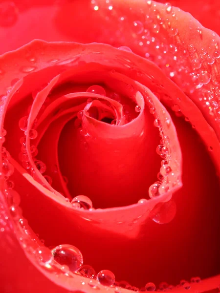 beautiful red rose with water drops