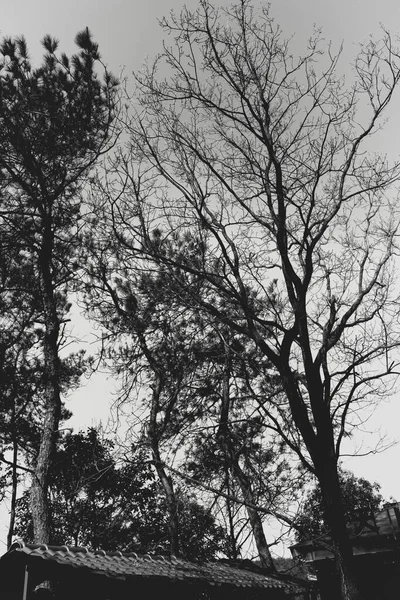 black and white photo of trees in the forest