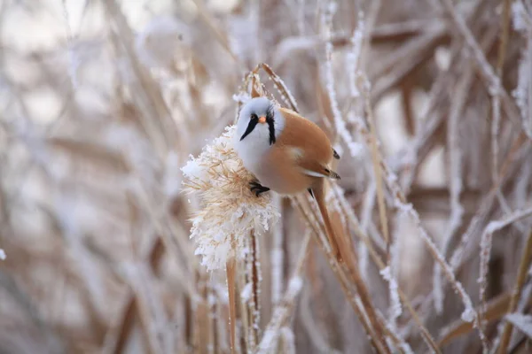 bird in the snow