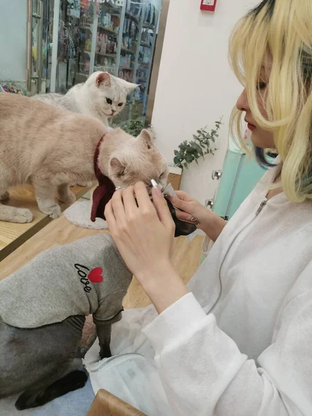 veterinarian with a dog in the veterinary clinic