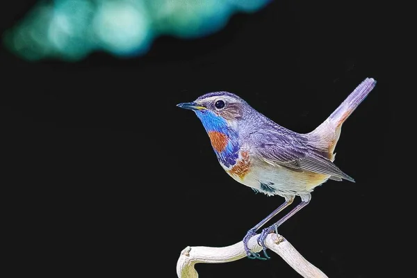 beautiful blue-green bird on a branch