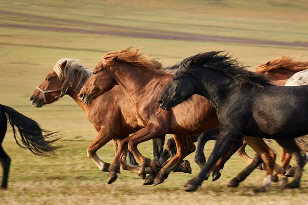 Mooie Paarden Het Veld — Stockfoto