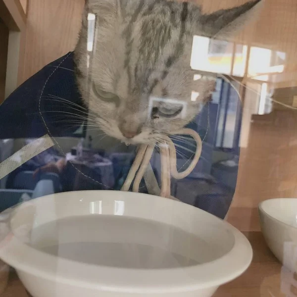 cat washing the toilet bowl