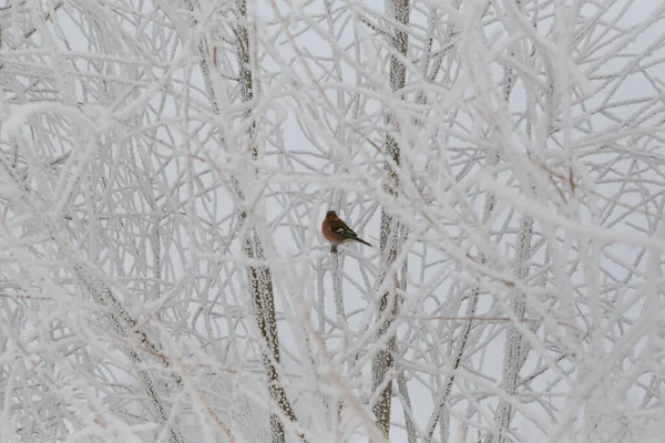 bird in the snow