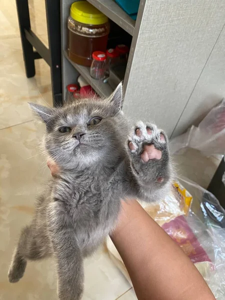 cat with a toy kitten