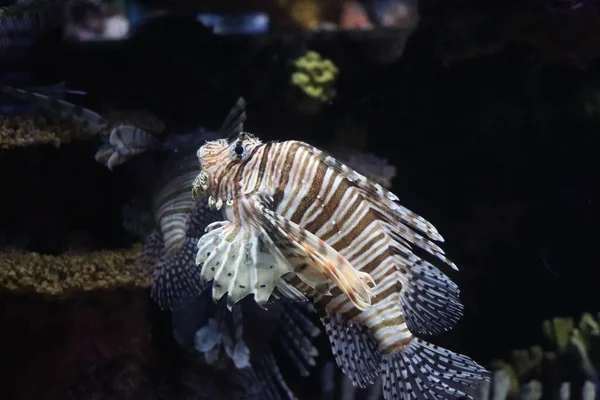 beautiful sea fish in the aquarium