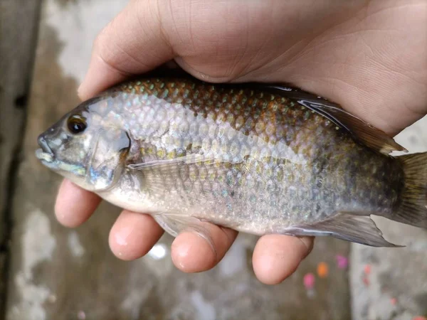 hand holding a fish