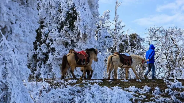 a group of young women in a winter forest