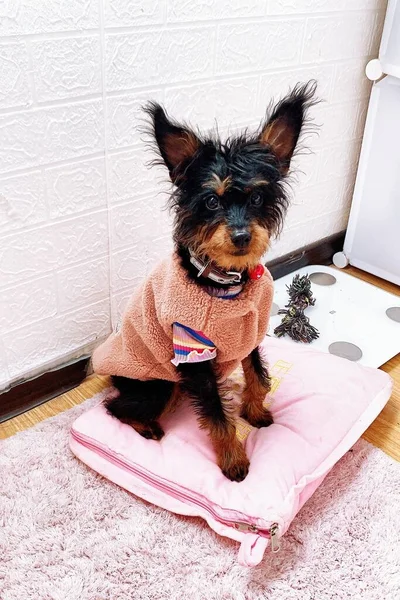 cute dog with towel on bed