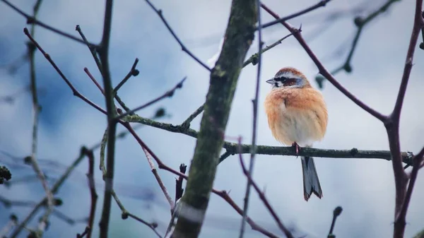 bird on a tree