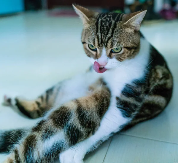 stock image portrait of a cute cat