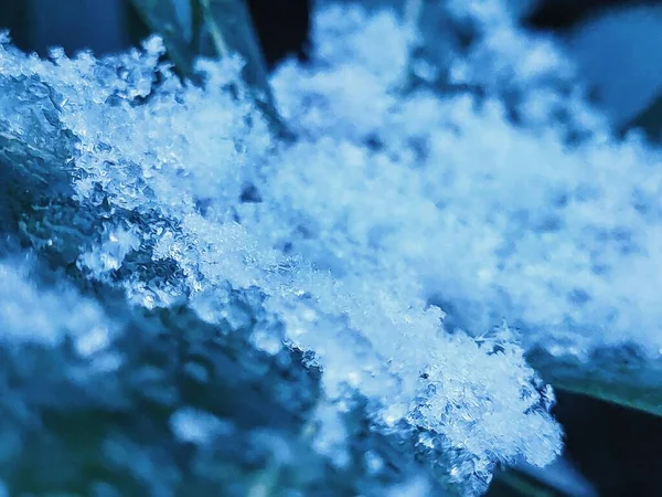 frozen ice crystals in the snow.