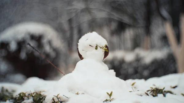 white bird in the snow