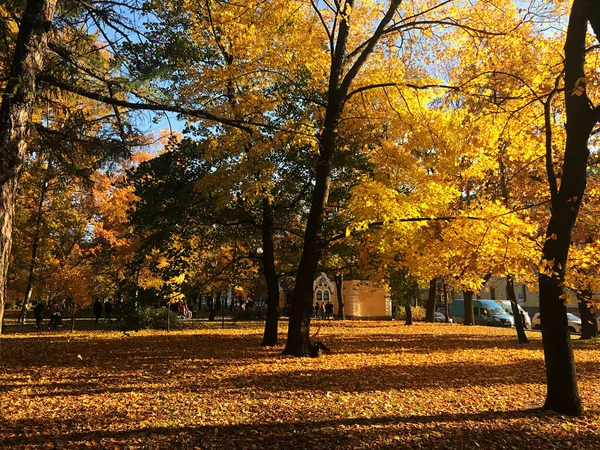 autumn landscape with colorful trees and leaves