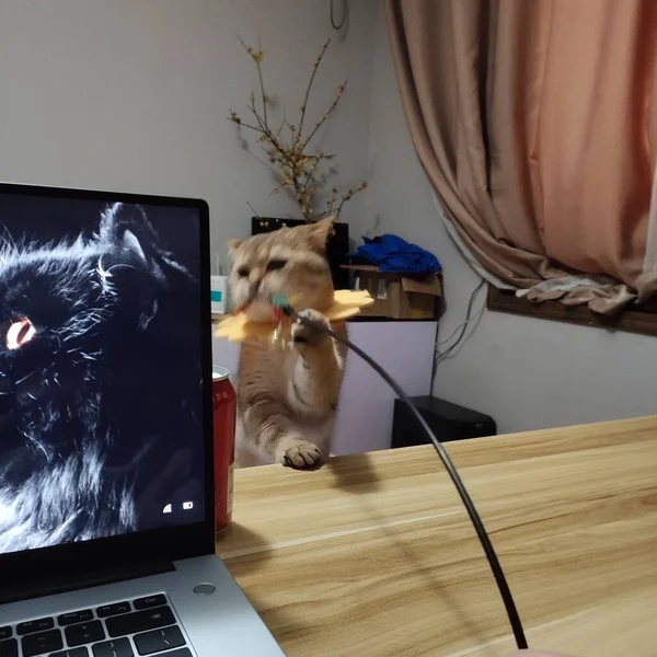 cat with a laptop on the couch