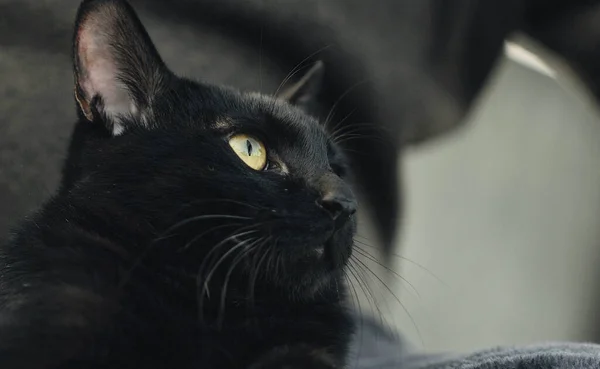 black and white cat with a big eyes