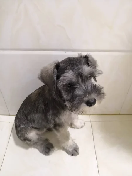 cute dog on a white background