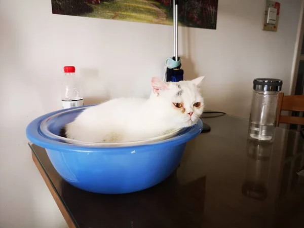 cat washing the bath