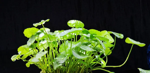 green leaves of lettuce on a black background