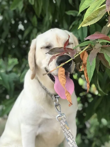 a dog in the garden